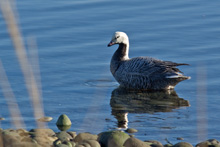 Emperor Goose